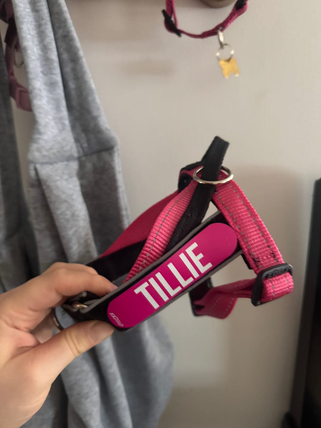 Customer photo review of Rogz Personality Plus Colour Badges