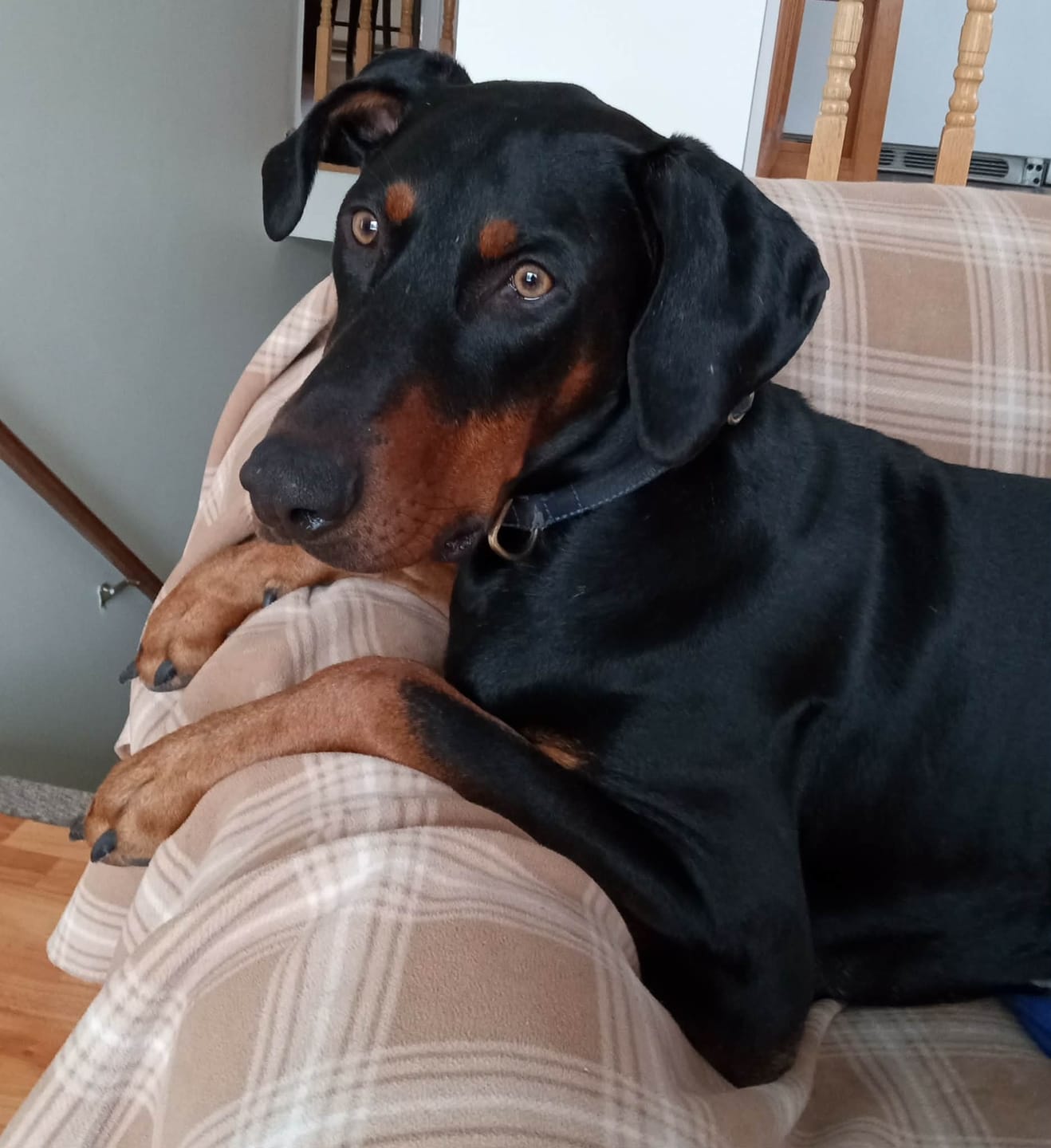 Customer photo review of Inukshuk - Nourriture pour Chien d'entrainement et performant (33lbs)