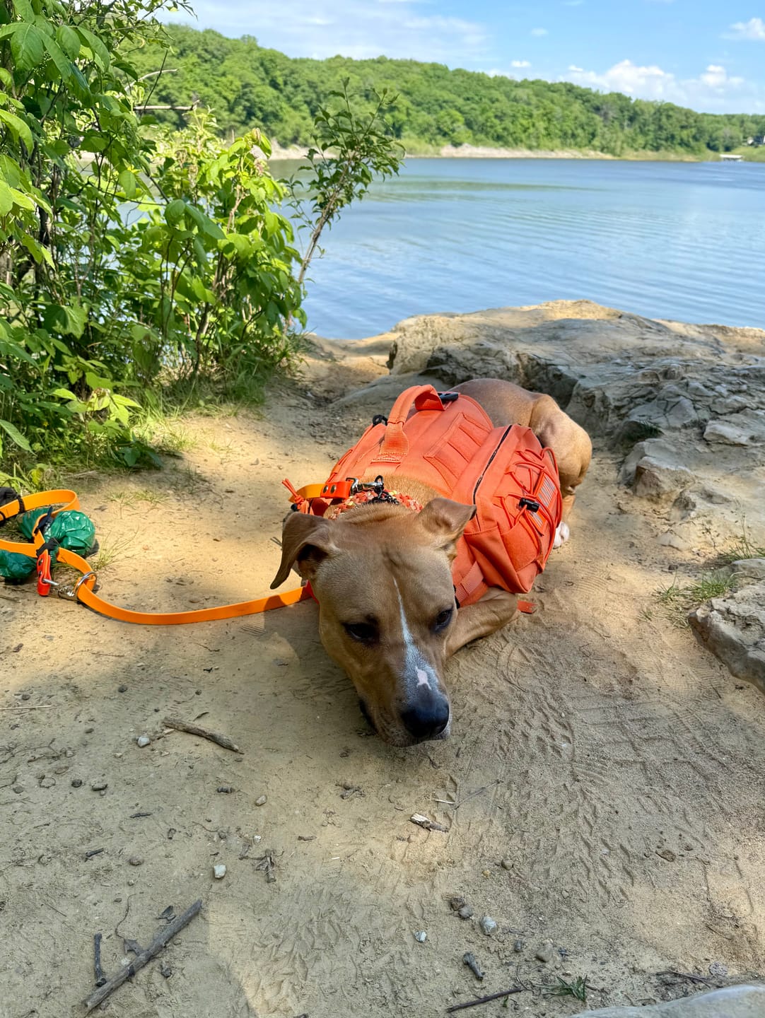 Customer photo review of Waterproof Two-Tone Multi Way Dog Leash | Built with BioThane®