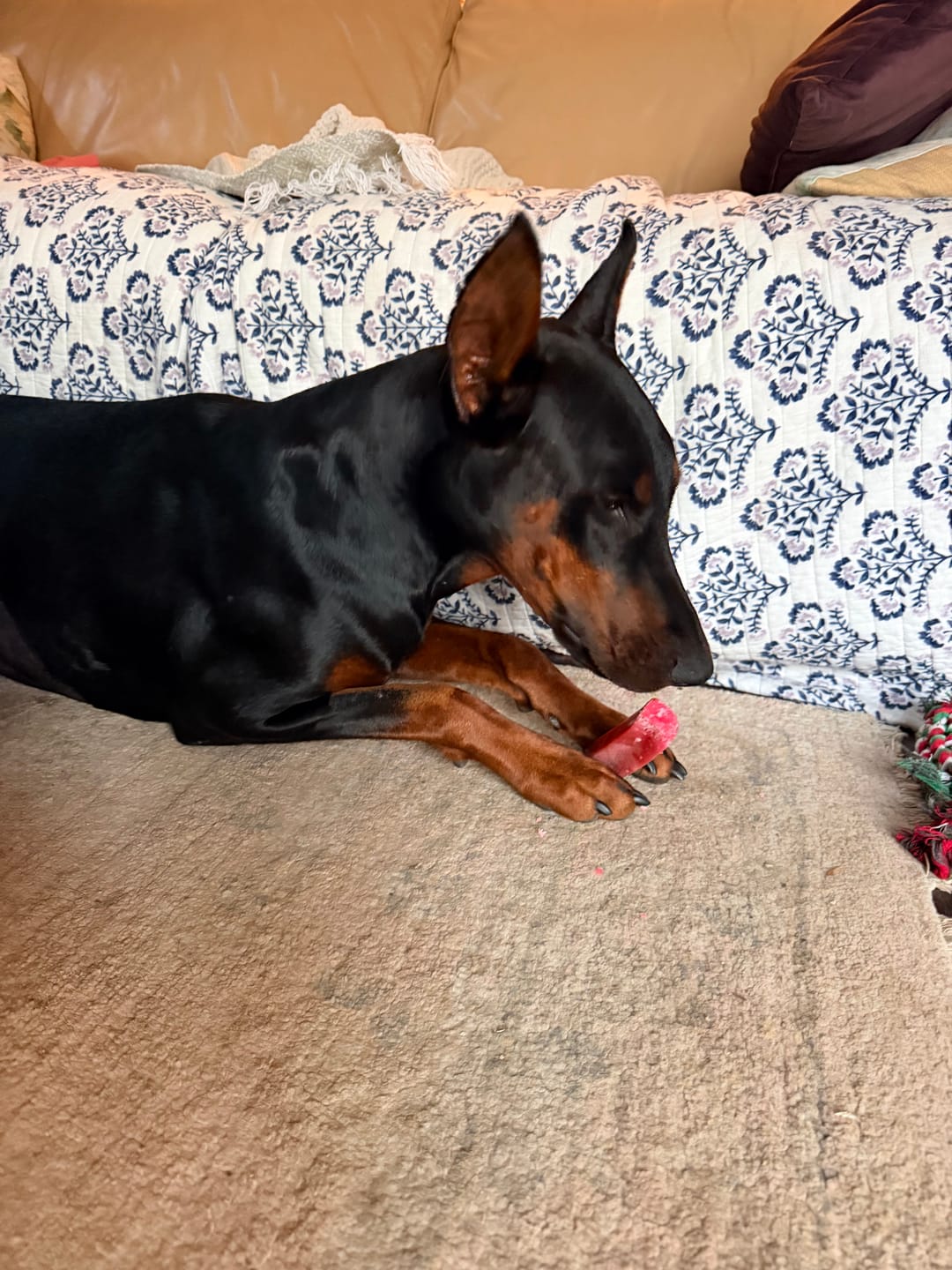 Customer photo review of Long-Lasting Yak Chews — 4 Flavor Pack