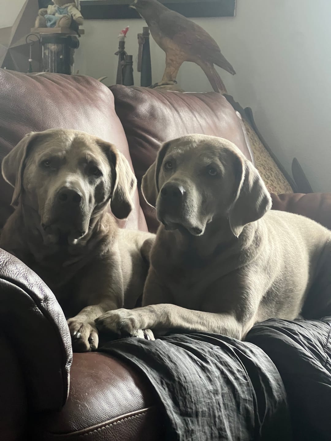 Customer photo review of Paw Licker Bundle