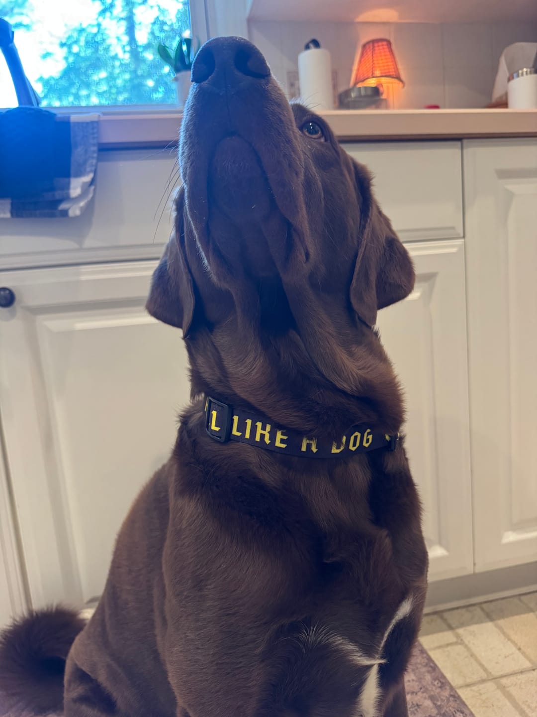 Customer photo review of Madra x The Scratch - Collar