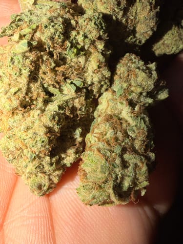Customer photo review of Blueberry Muffin THCA Flower