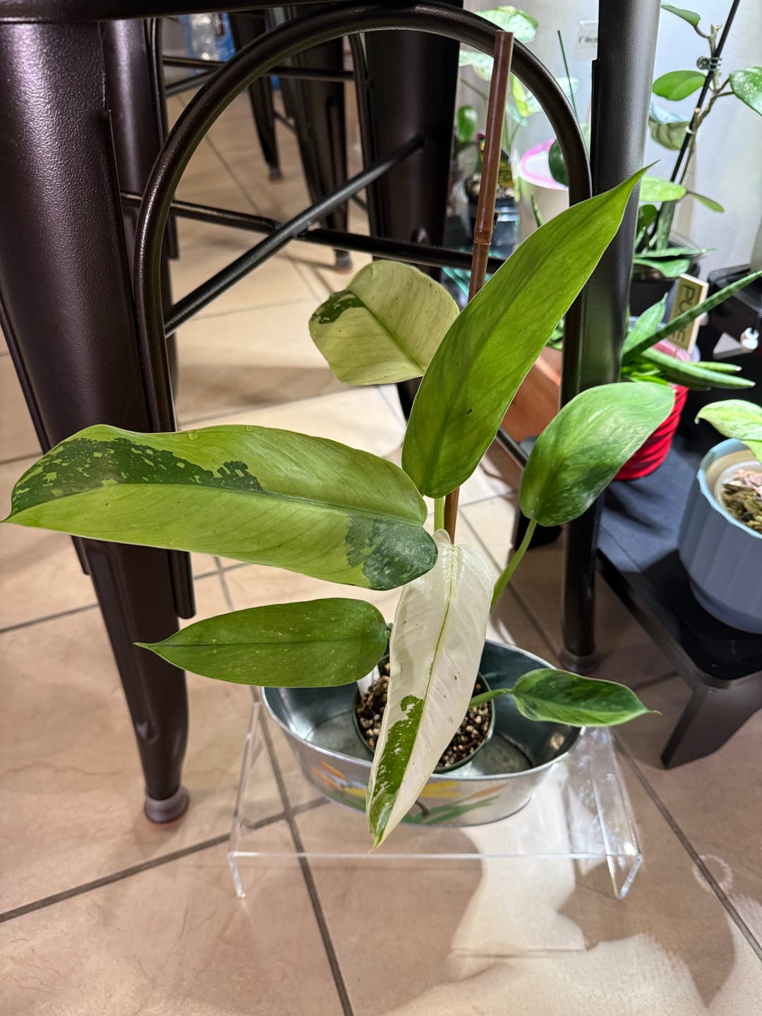 Customer photo review of Philodendron 'Jose Buono'