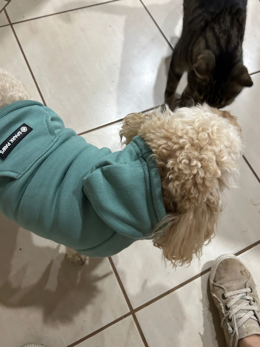 Customer photo review of Essential Dog Hoodie - Teal
