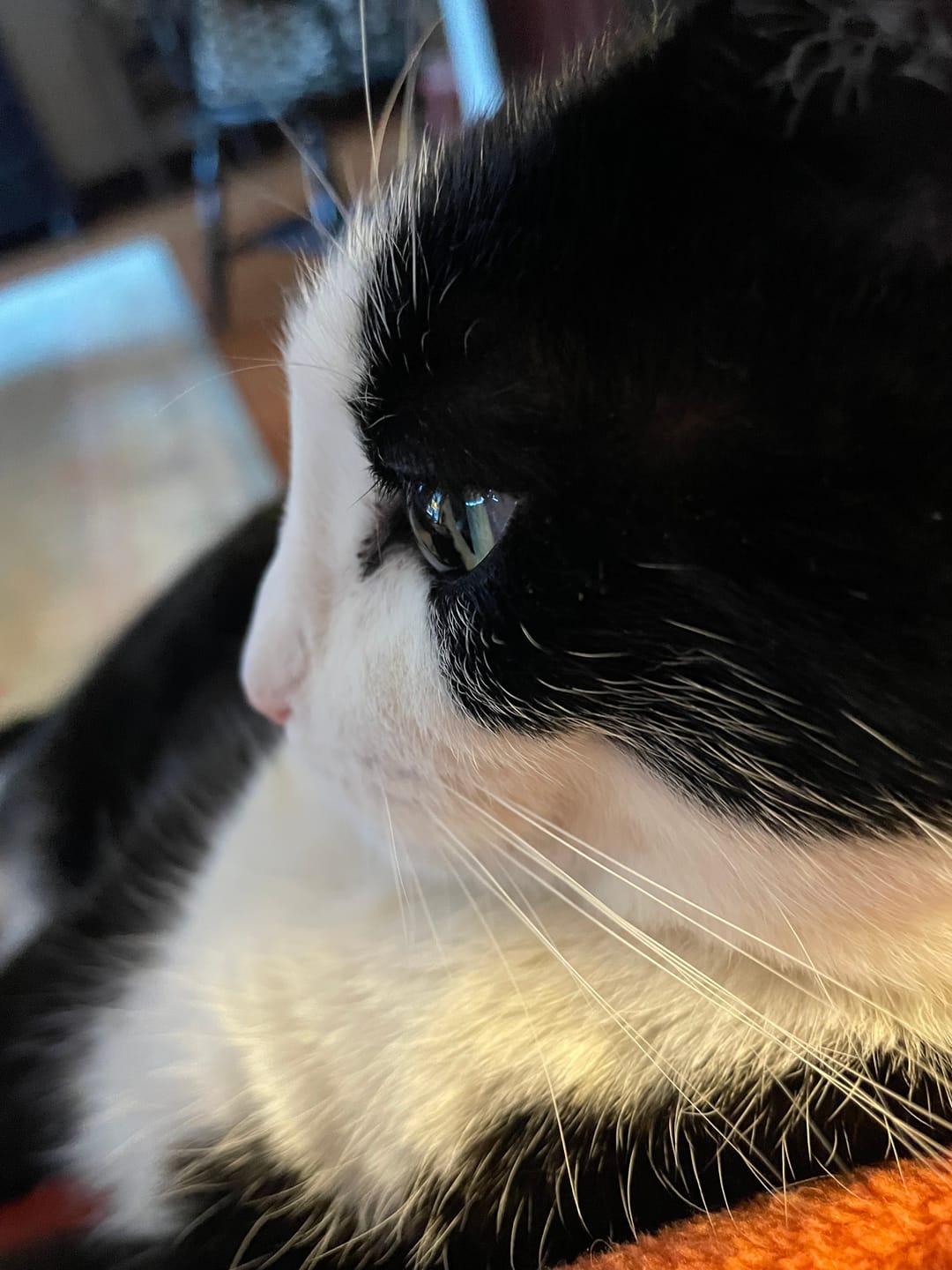 Customer photo review of Cat Dental Care & Bad Breath Remedy