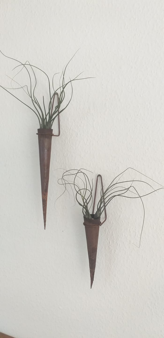 Customer photo review of Tillandsia butzii