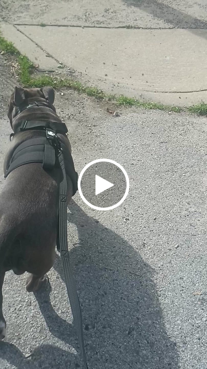 Customer video review of Matching Black 6' Bully Proof Leash