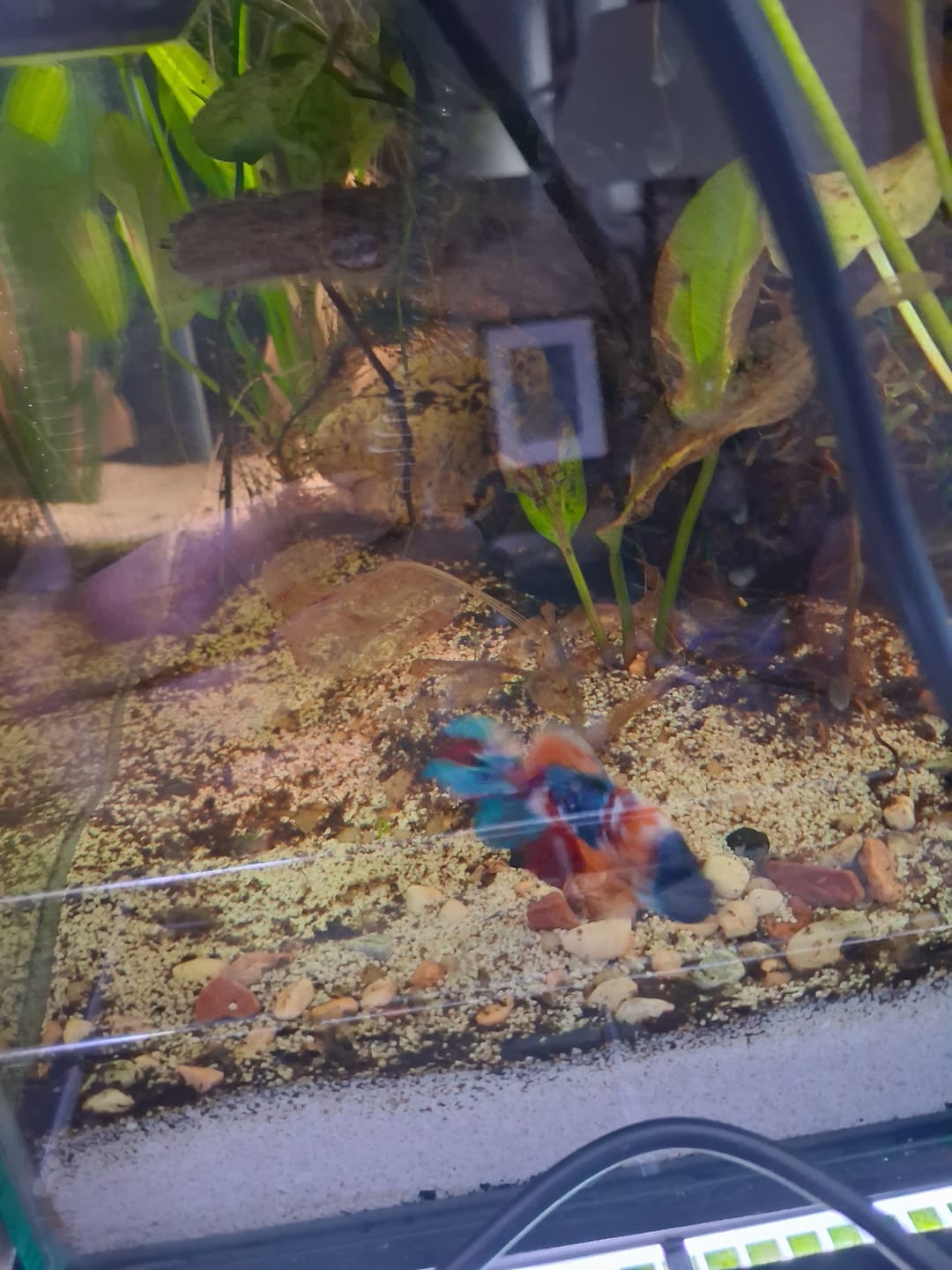 Customer photo review of Multicolor Plakat Male Betta Fish |Show Grade|  You Pick Fish
