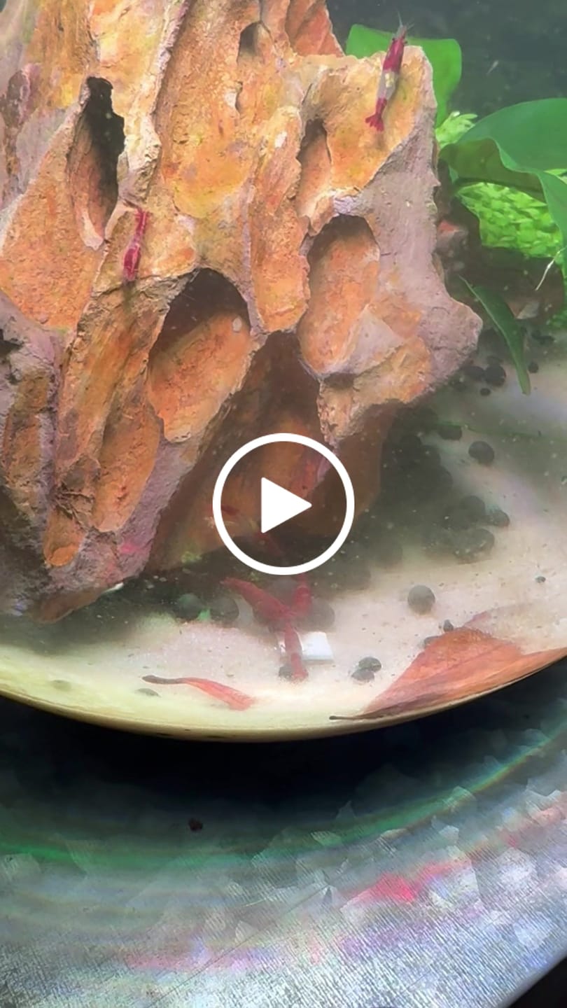 Customer video review of Red Rili Shrimp