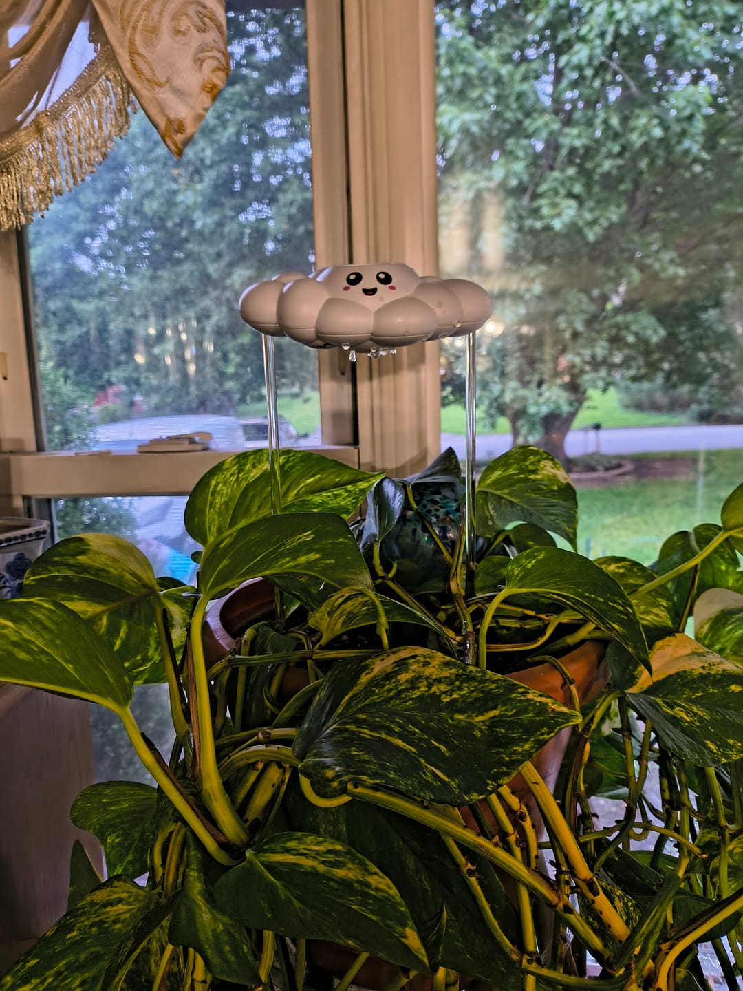 Customer photo review of Skylar the Cloud