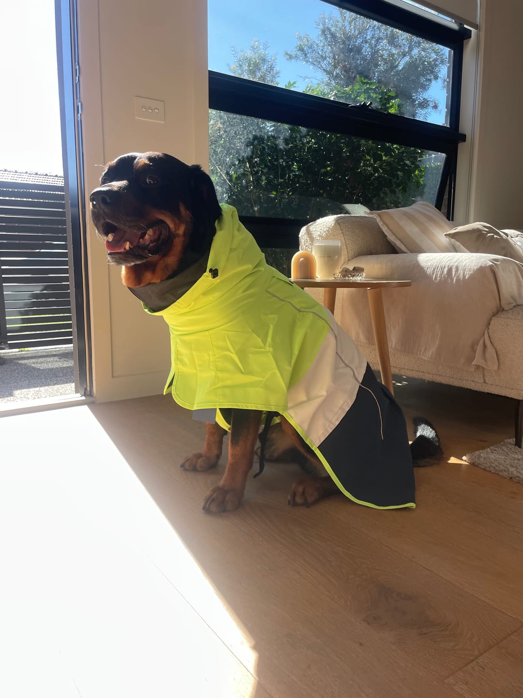Customer photo review of Breatheshield™ Dog Raincoats
