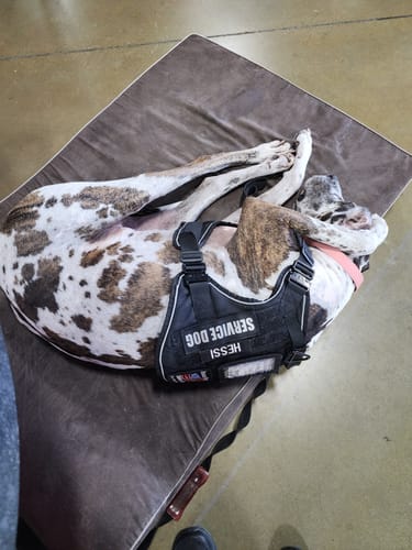 Reviewer's service dog resting on a bed while wearing the black Team K9 Dog Harness with a 'SERVICE DOG' patch.