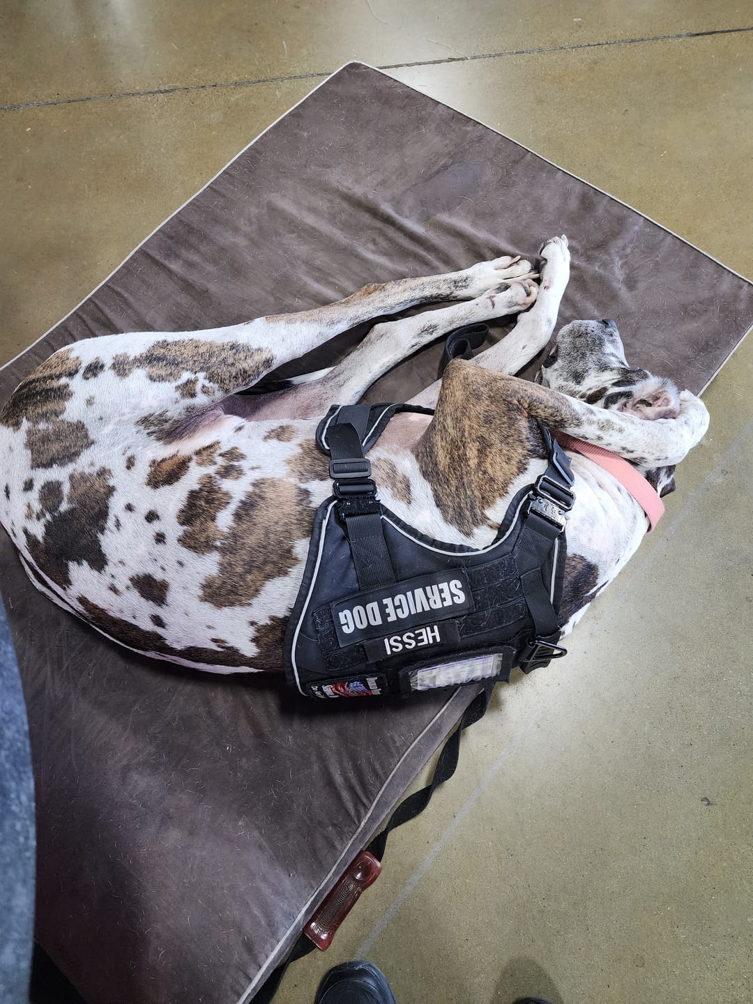 Customer photo review of NEW Upgraded Tactical No-Pull Team K9™ Dog Harness with 4 Quick-Release Metal Buckles, Reinforced Front & Back V-Rings, Hook & Loop Panels, Adjustable Straps, Reflective Strips, & Top Handle