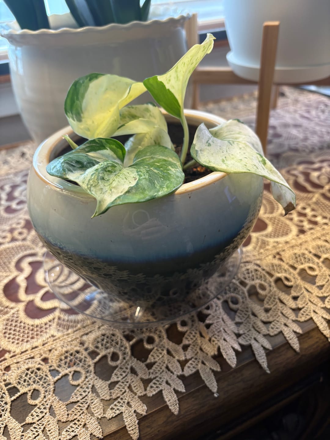 Customer photo review of Pothos Epipremnum aureum 'Manjula'