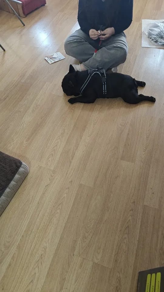 Customer photo review of Dog Collars Harness Big Vests Leash Pet Shop Everything for Dogs Leather Puppy Accessories Medium Small Set