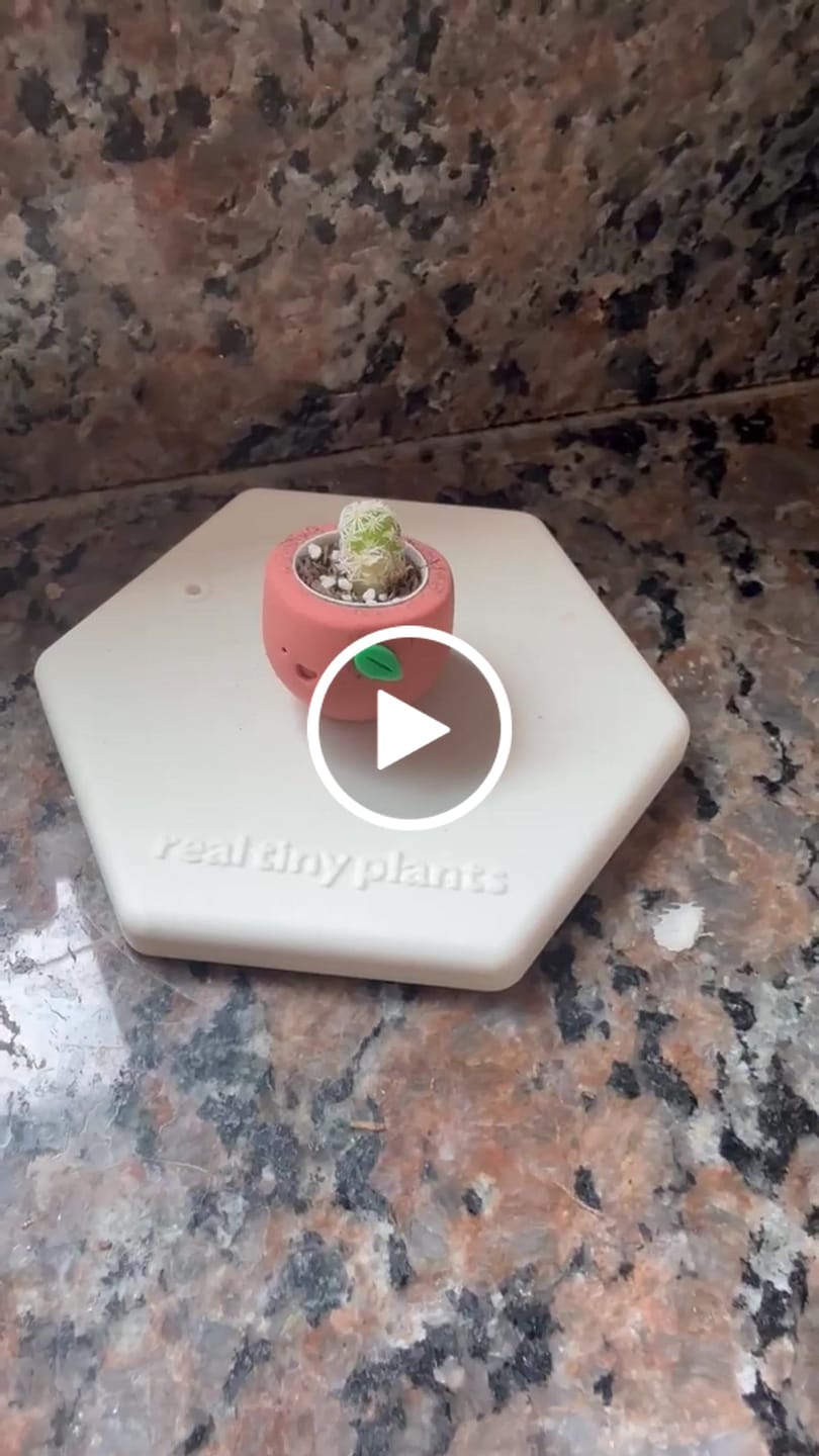 Customer video review of Sweet Clementine