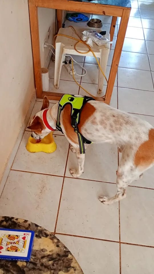 Customer photo review of Dog Collars Harness Big Vests Leash Pet Shop Everything for Dogs Leather Puppy Accessories Medium Small Set