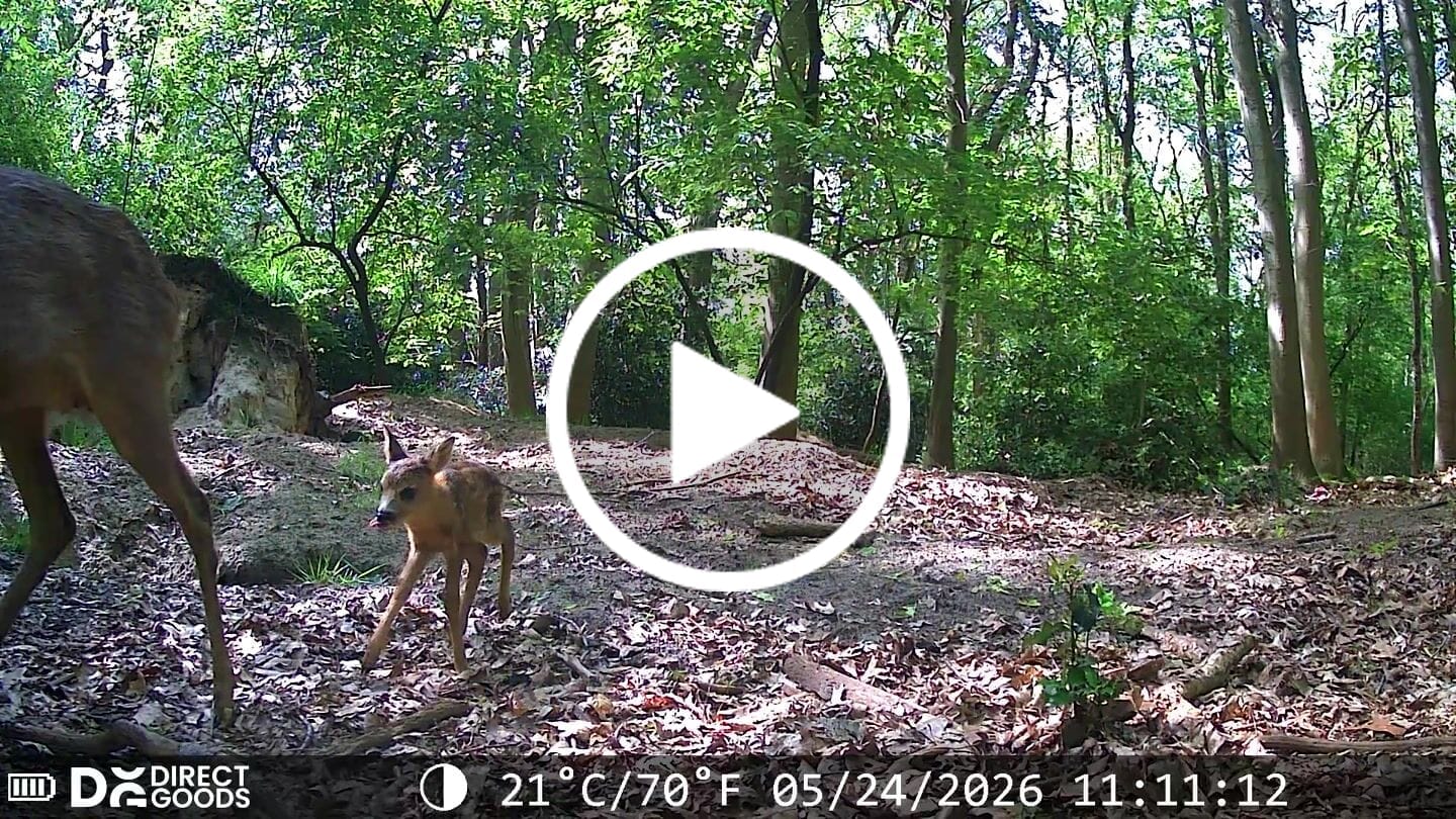 Customer video review of Siltcon® Wildcamera Nachtzicht en wifi 4K