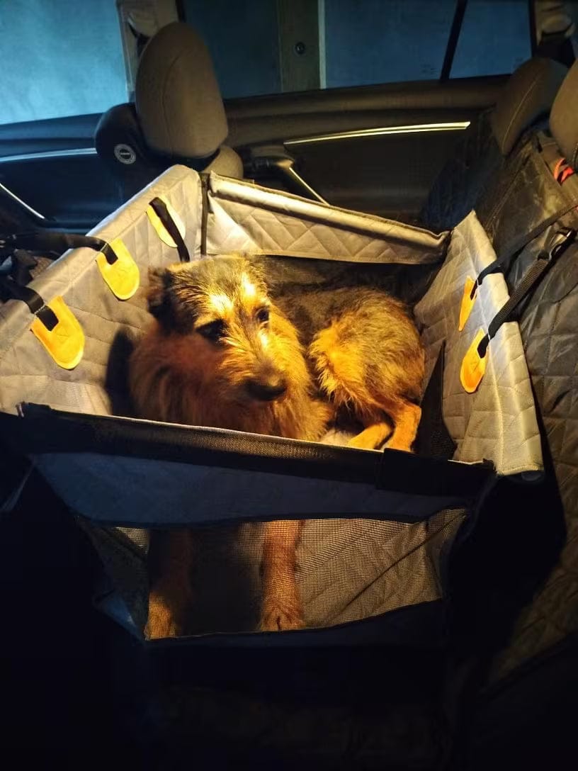 Customer photo review of WanderPup Comfort Dog Travel Seat - Large