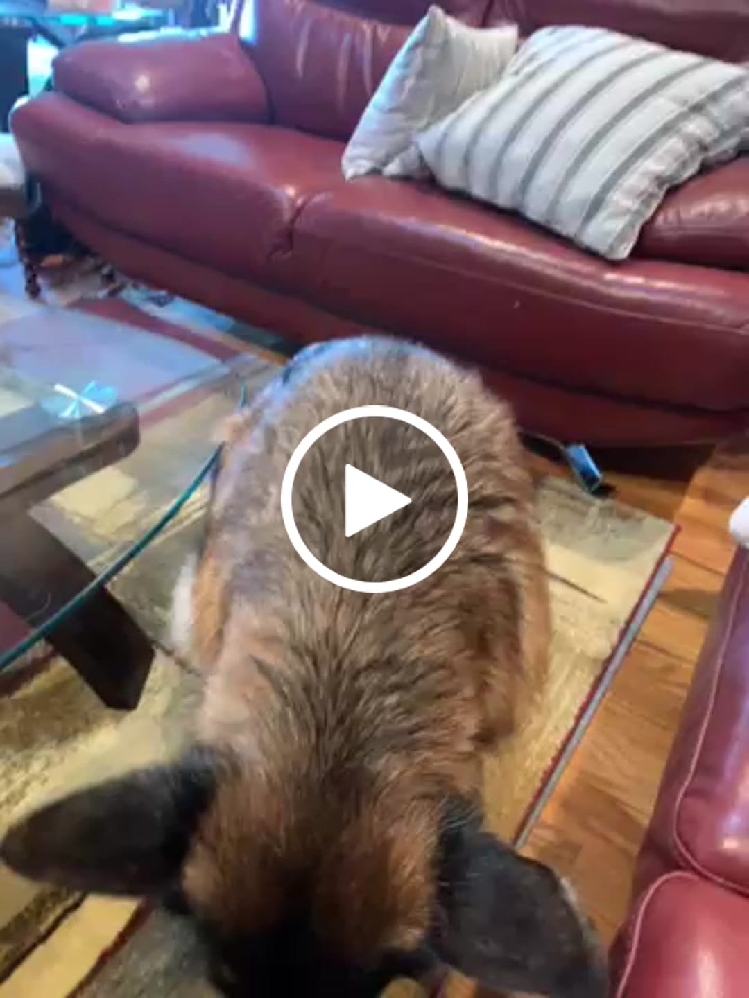 Customer video review of Erik's Mystery Chew or Treat