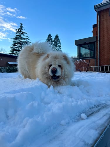 Client montrant son chien s'amusant dans la neige après avoir pris le complément pour articulations.