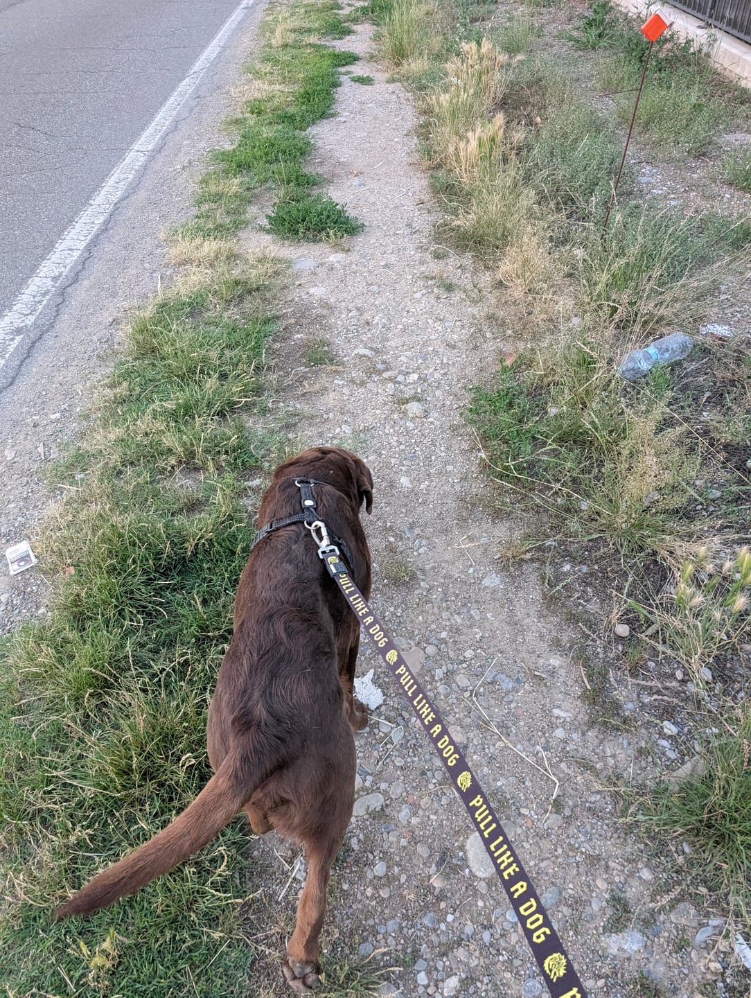Customer photo review of Madra x The Scratch - Handsfree Leash