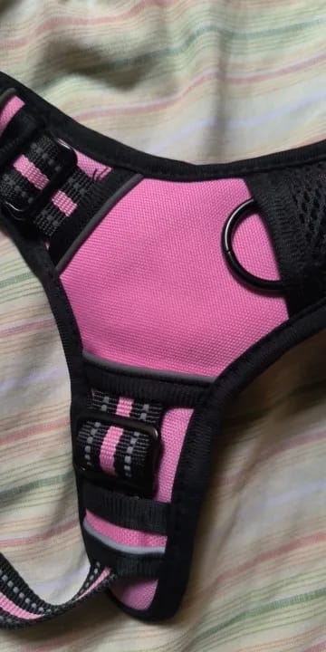 Customer photo review of Dog Collars Harness Big Vests Leash Pet Shop Everything for Dogs Leather Puppy Accessories Medium Small Set