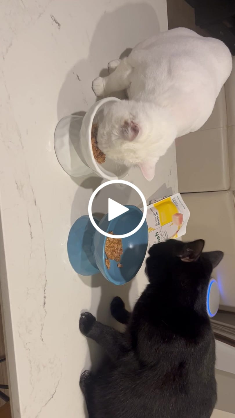Customer video review of Tilting Ceramic Cat Bowls With Uneven Texture