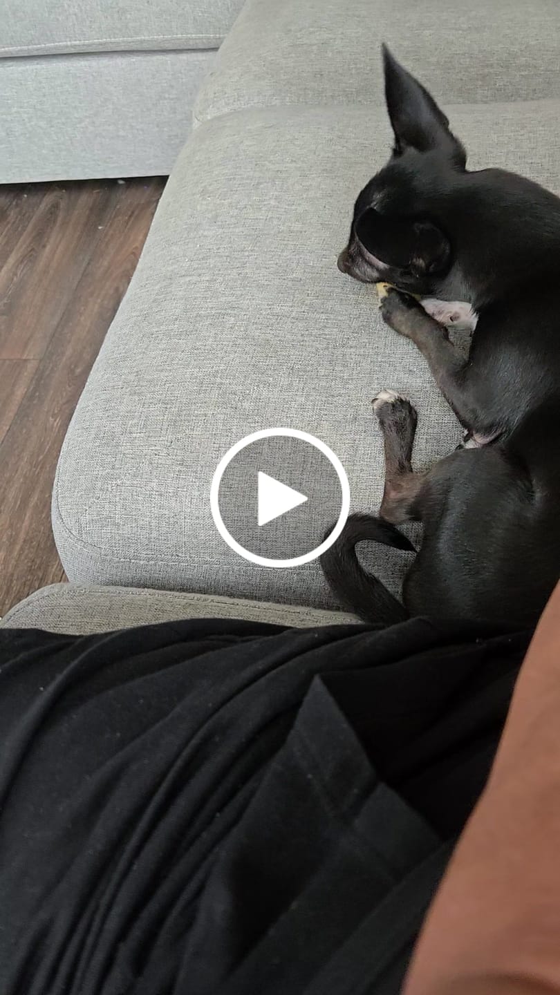 Customer video review of Himalayan Yak Cheese Chew Dog Treat