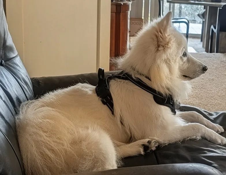 Customer photo review of Dog Collars Harness Big Vests Leash Pet Shop Everything for Dogs Leather Puppy Accessories Medium Small Set