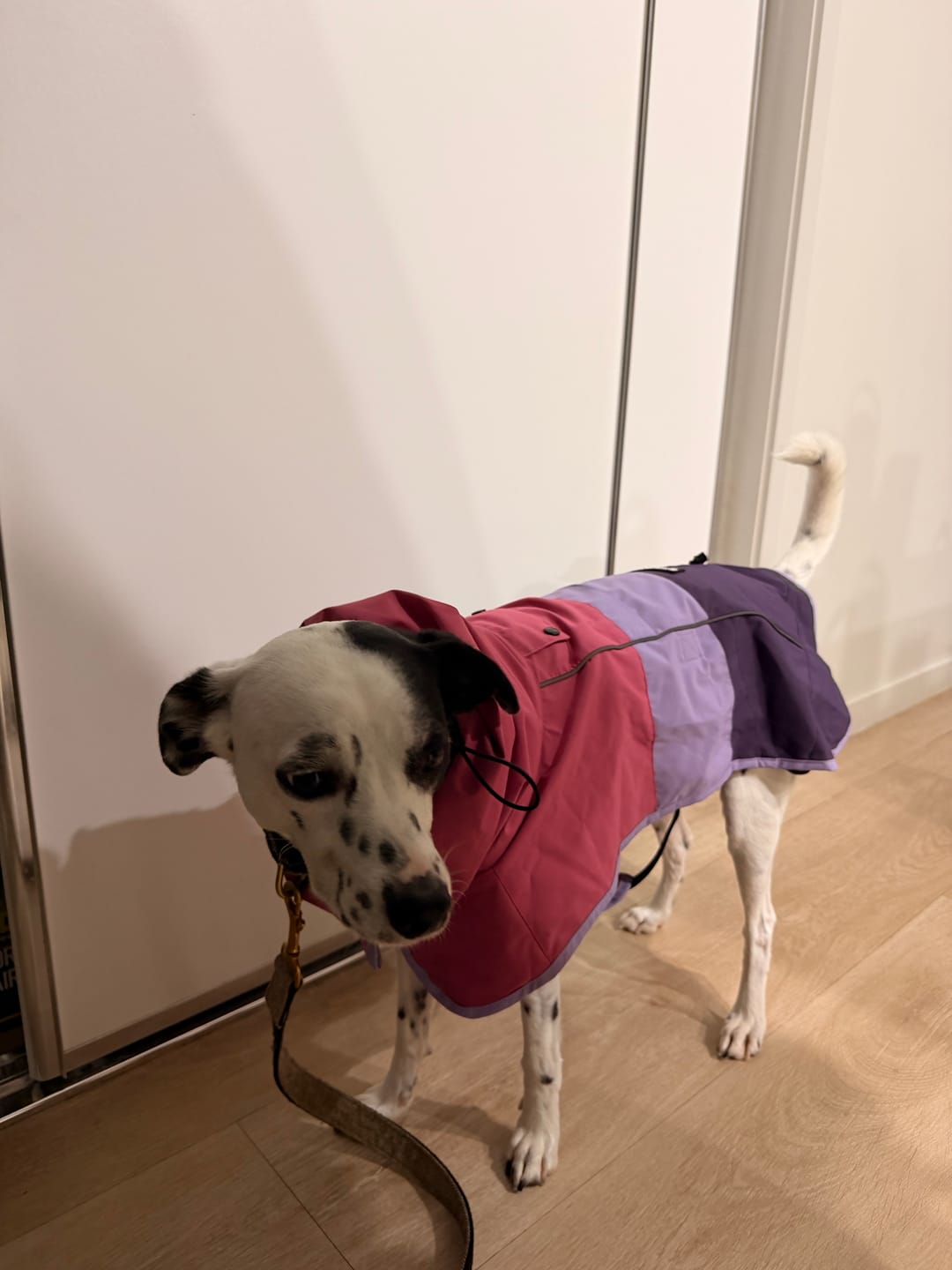 Customer photo review of Breatheshield™ Dog Raincoat - Pink Lilac Purple
