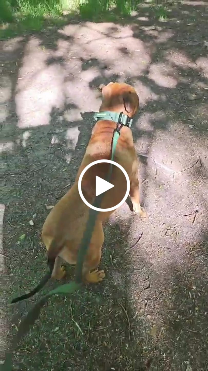 Customer video review of Comfort Control Collar - Army Green