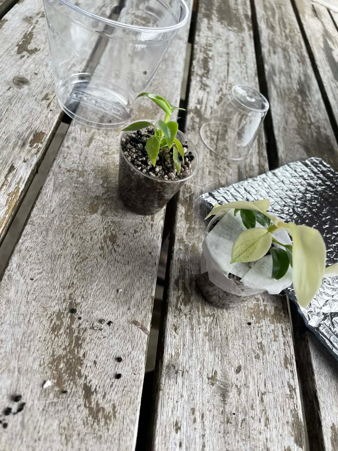 Customer photo review of Philodendron Spiritus Sancti