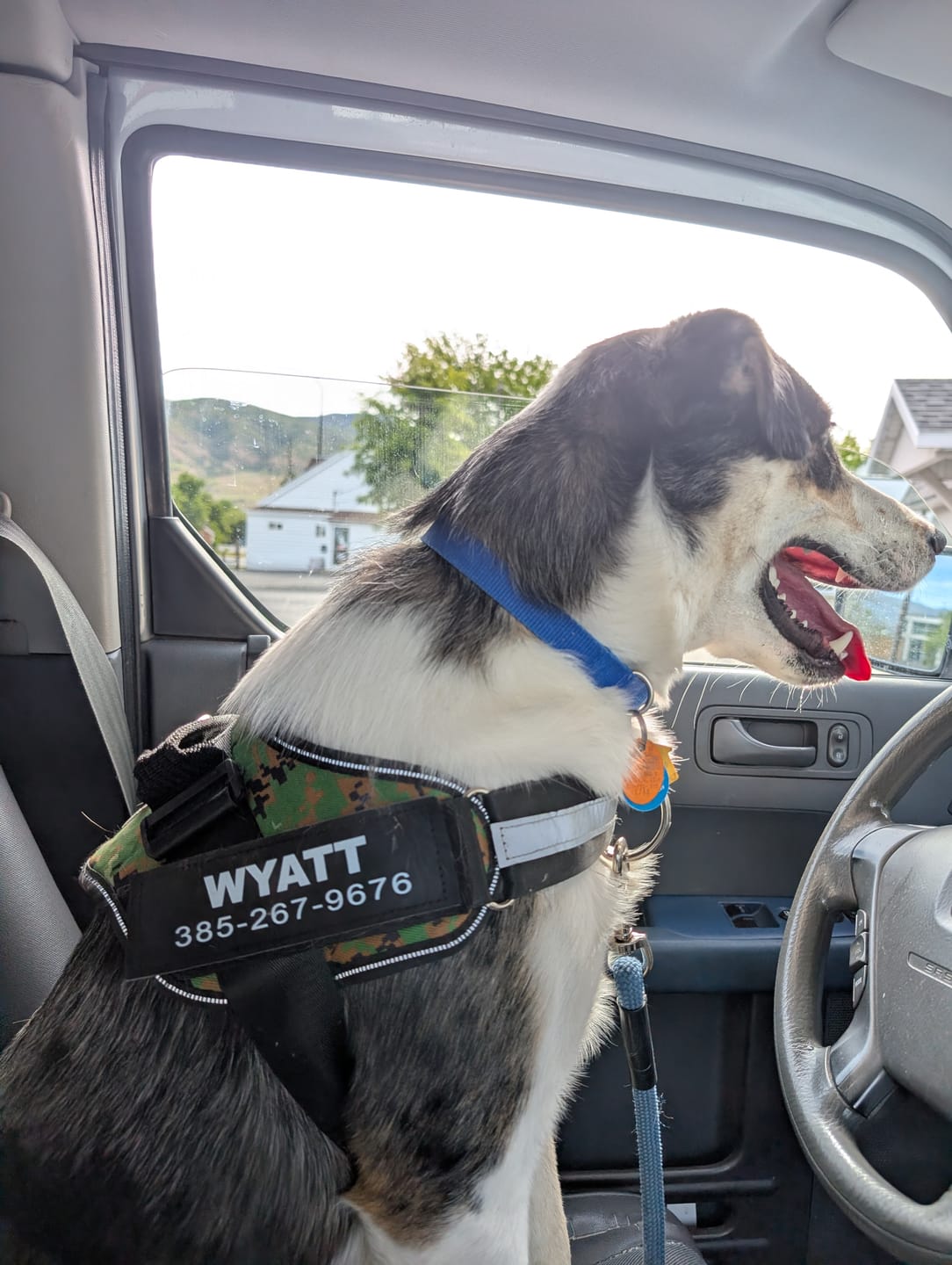 Customer photo review of Dogshood ™