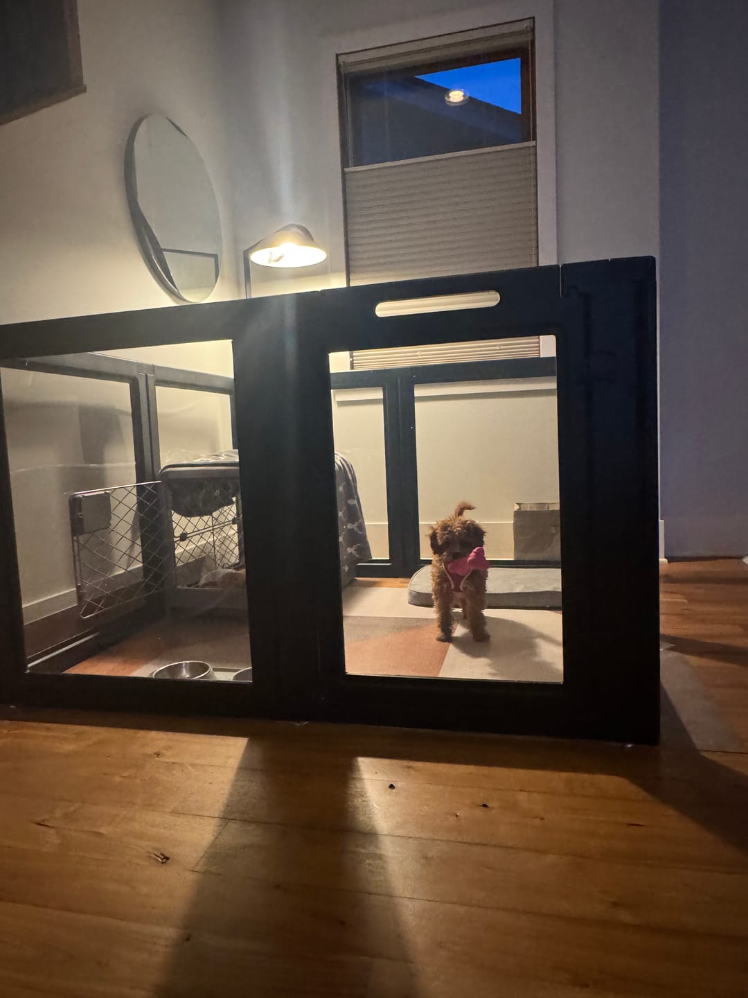 Customer photo review of AuraSpace Acrylic Indoor Dog Playpen for Small to Medium Dogs