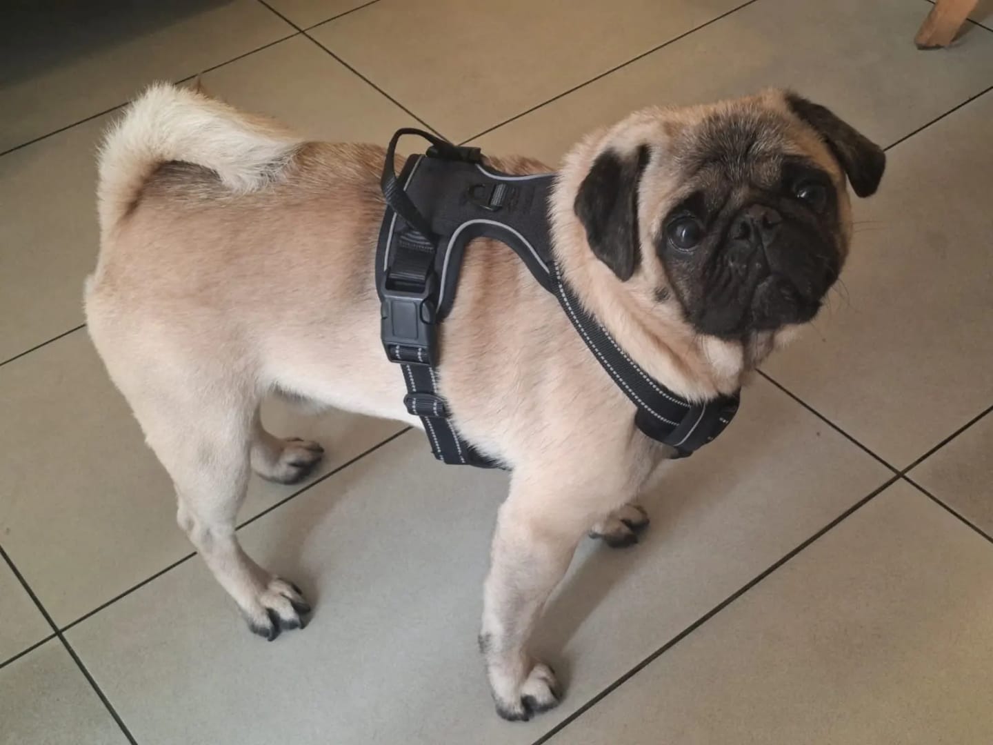 Customer photo review of Dog Collars Harness Big Vests Leash Pet Shop Everything for Dogs Leather Puppy Accessories Medium Small Set