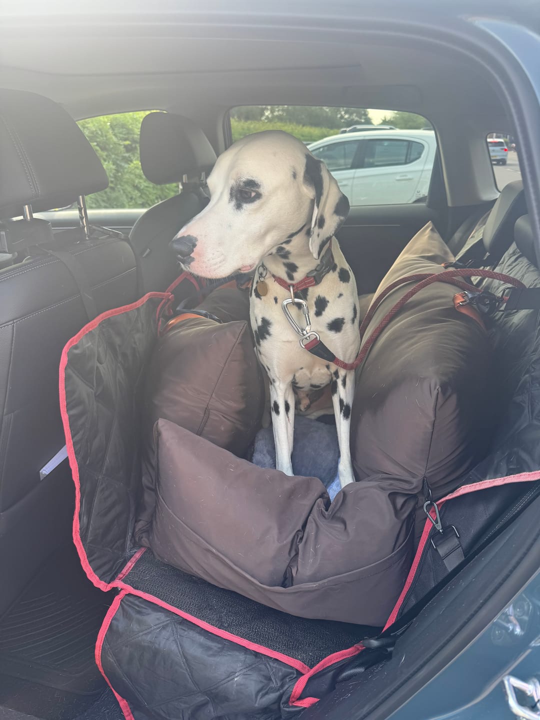 Customer photo review of Travel Dog Pod XL - Now With Isofix