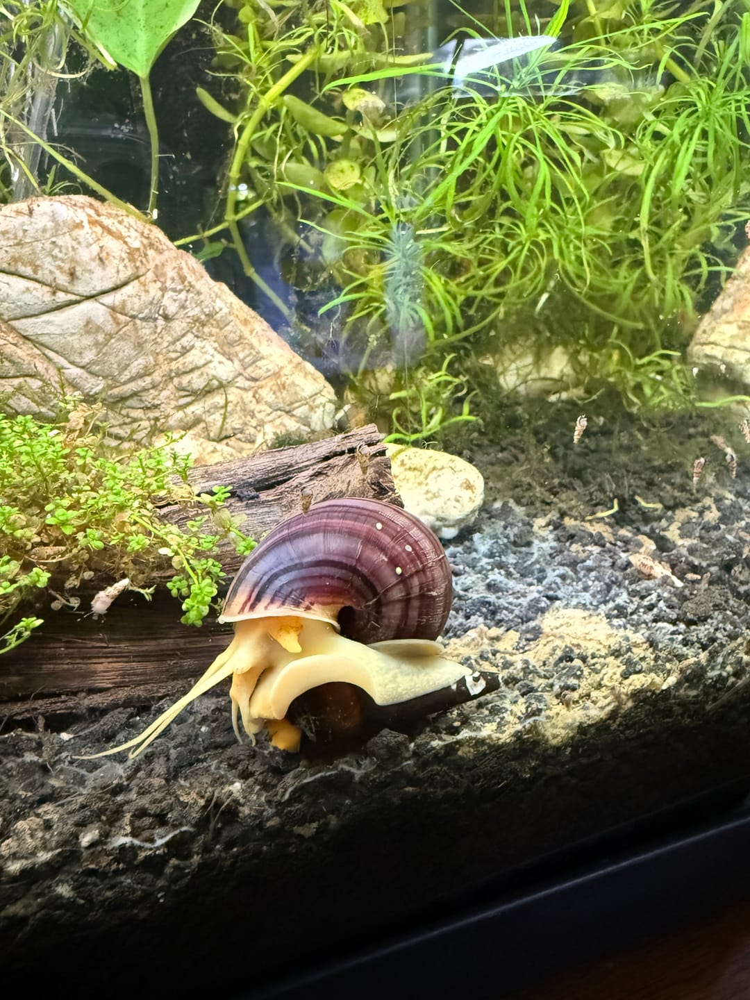Customer photo review of Magenta Mystery Snail
