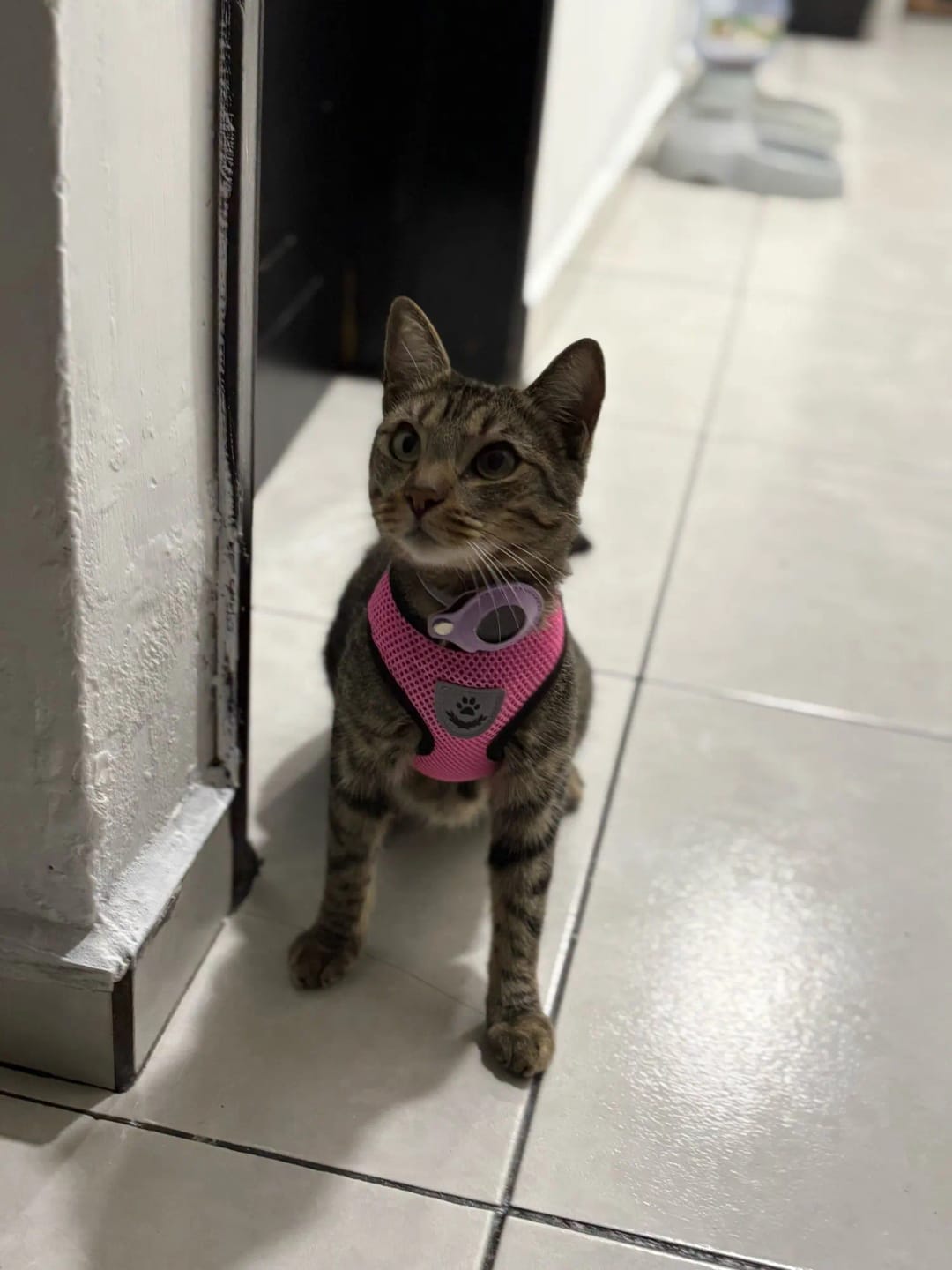 Customer photo review of Cat AirTag Holder Collar Breakaway Reflective Strips Adjustable Kitten Collar Waterproof Cat Bell Collar Pet Air Tag Case collar