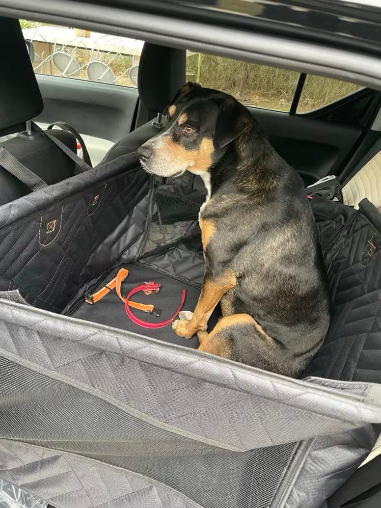 Customer photo review of WanderPup Comfort Dog Travel Seat - Large