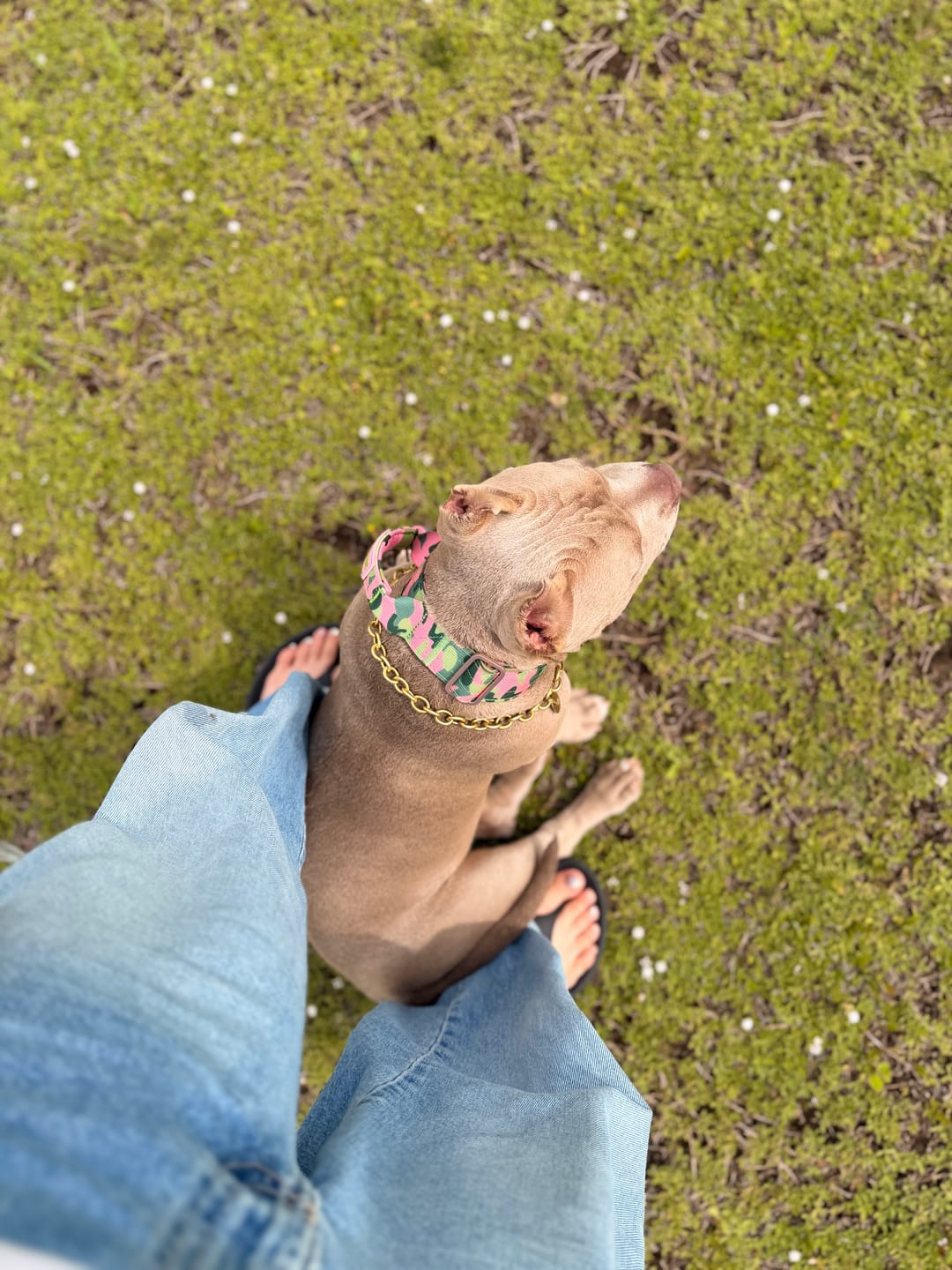 Customer photo review of 4cm Lighter Combat® Collar | Pink Camouflage