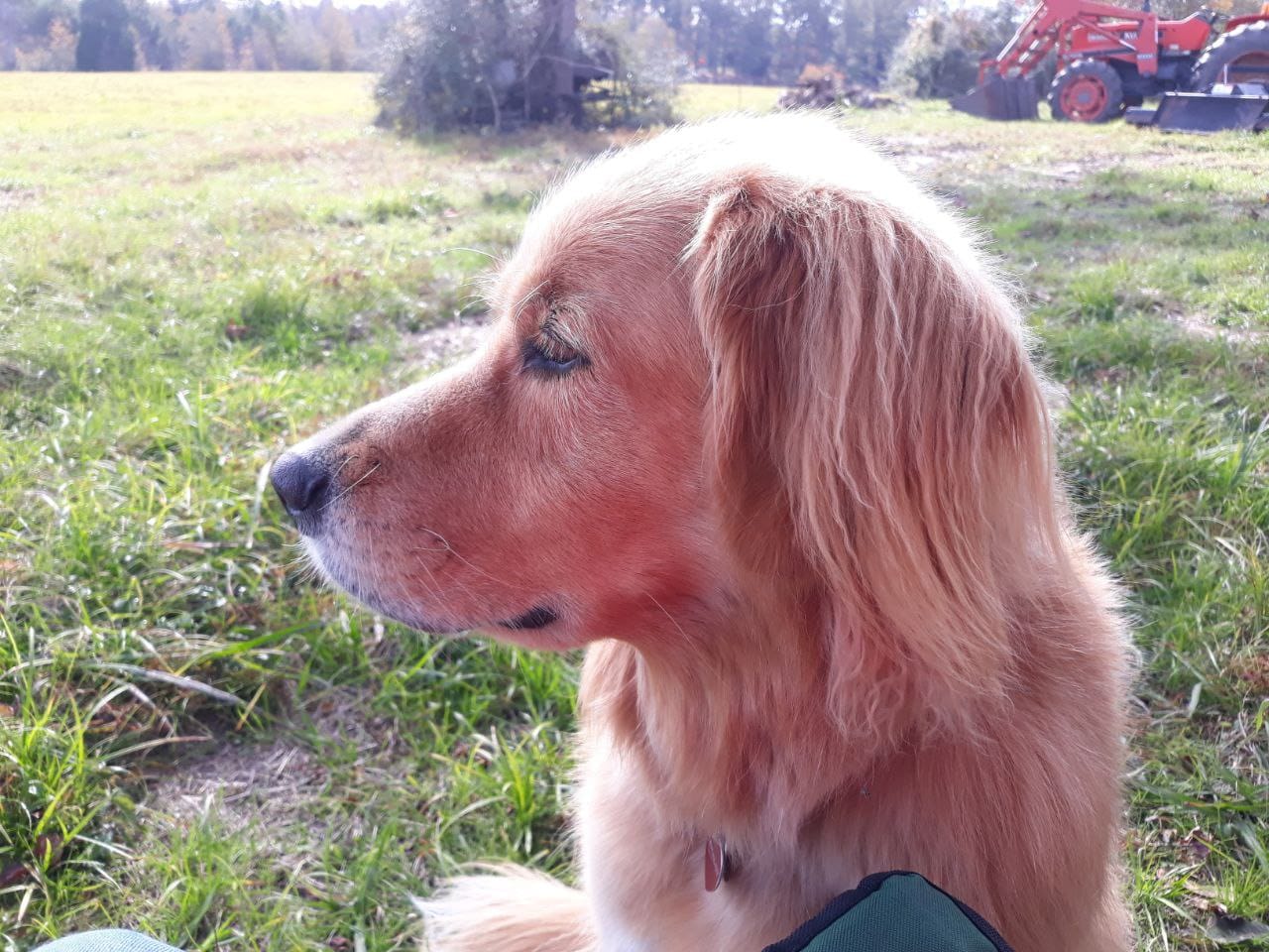 Customer photo review of OptiWize Collagen +Plus Dog and Cat Joint Health Supplement