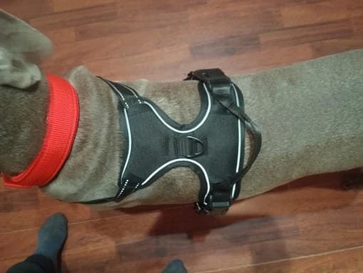 Customer photo review of Dog Collars Harness Big Vests Leash Pet Shop Everything for Dogs Leather Puppy Accessories Medium Small Set