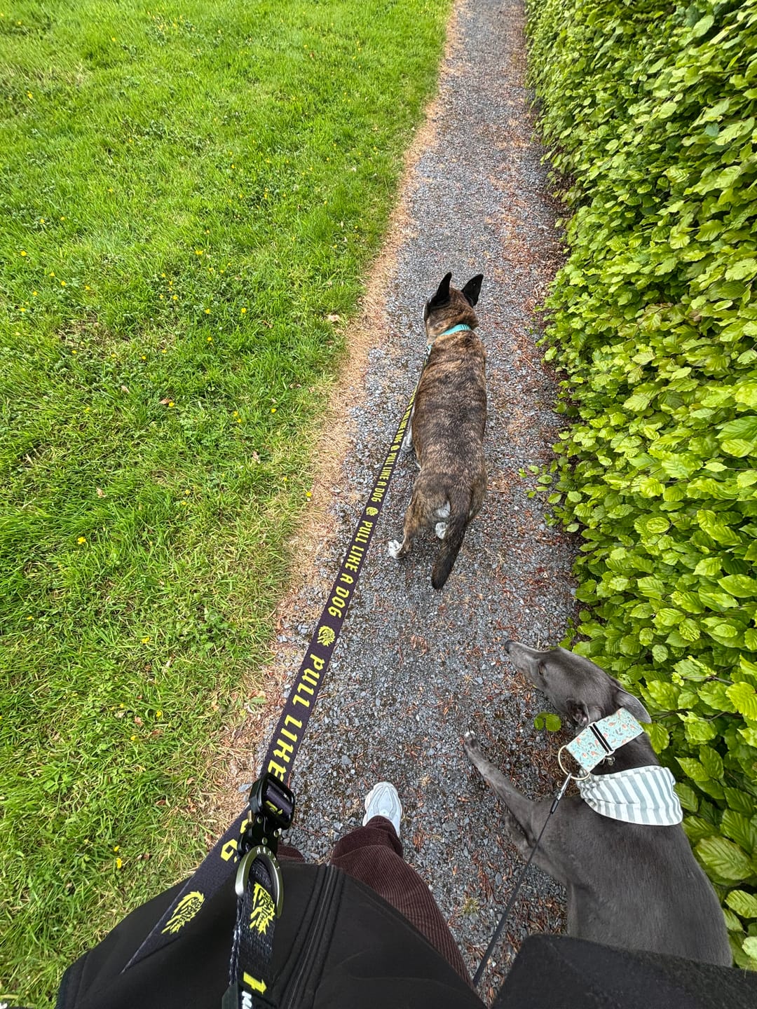 Customer photo review of Madra x The Scratch - Handsfree Leash