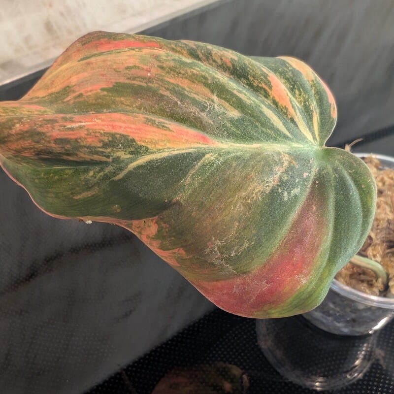 Customer photo review of Variegated Philodendron Mican Aurea - Rare Collector Plant - EXACT Plant - US SELLER