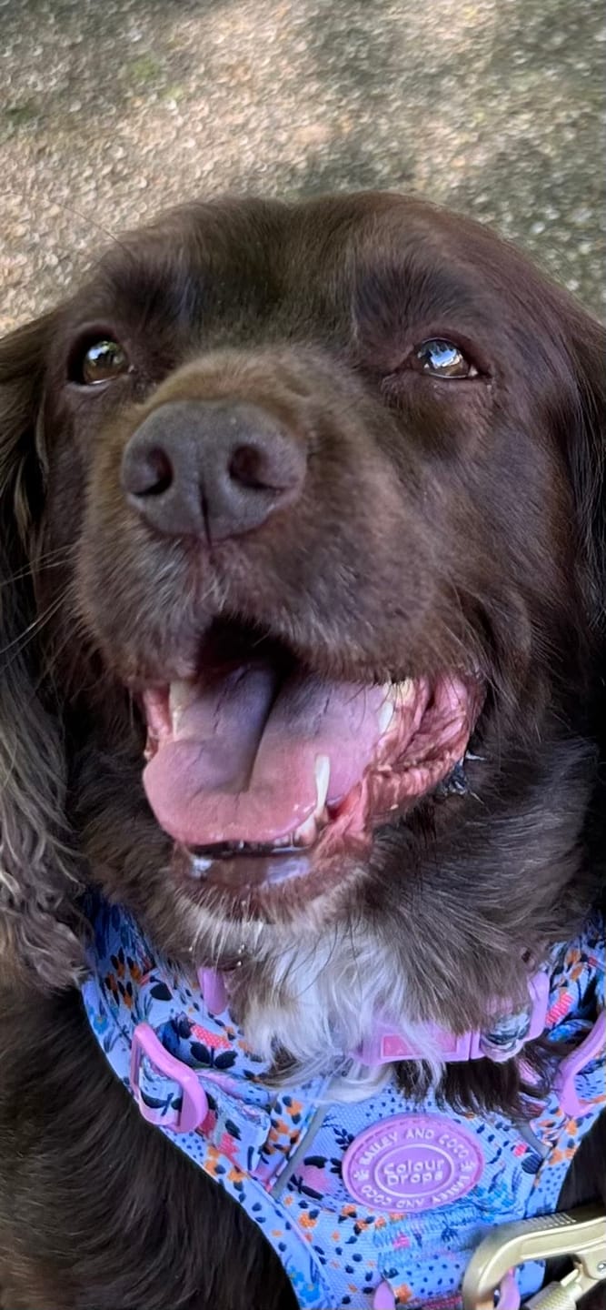 Customer photo review of Trail & Glow Adjustable Collar - Colour Drops - Spring Dreams