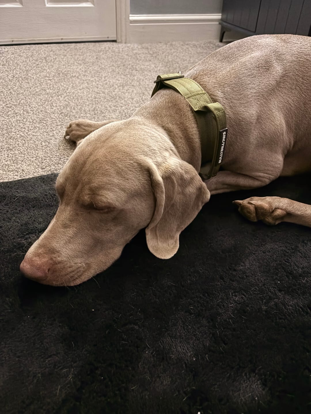 Customer photo review of 4cm LIGHTER Combat® Collar | With Handle & Secure Clip - Khaki x Khaki