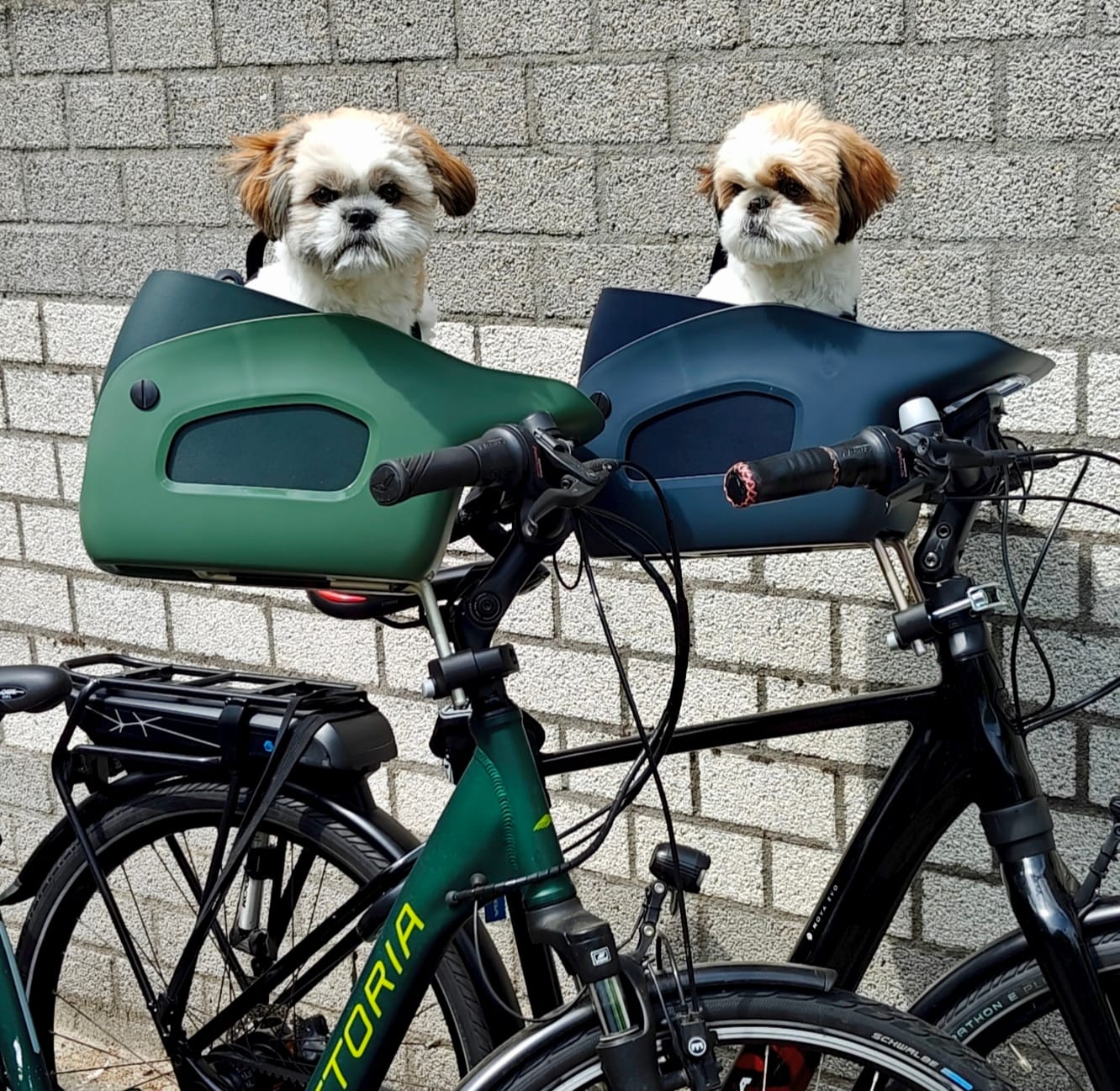 Customer photo review of Kvisp Dog Bike Carrier (Refurbished)