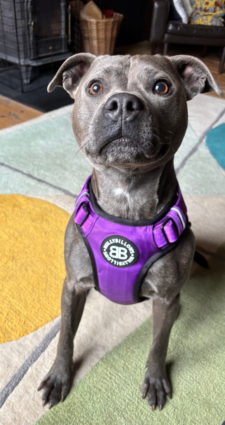 Customer photo review of Comfort Premium Harness | Non Restrictive - Purple